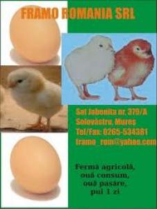 FRAMO ROMANIA SRL